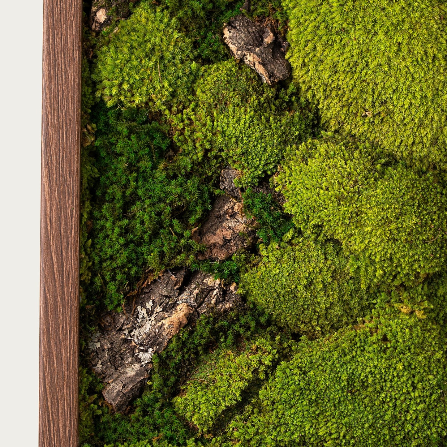 Verdant Moss Frame - WarmVibeDecor